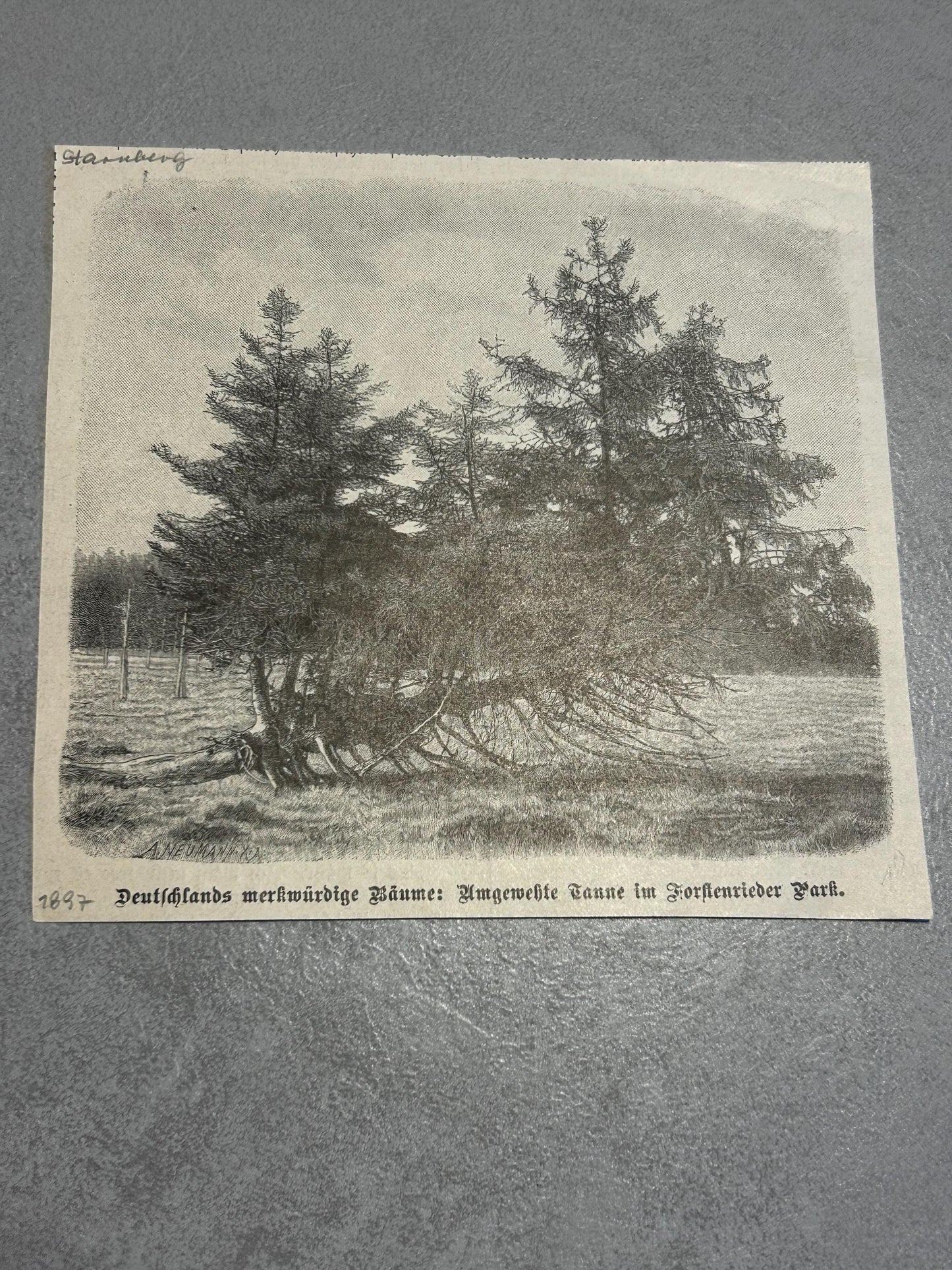 Zeitungsausschnitt von 1897: Forstenrieder Park