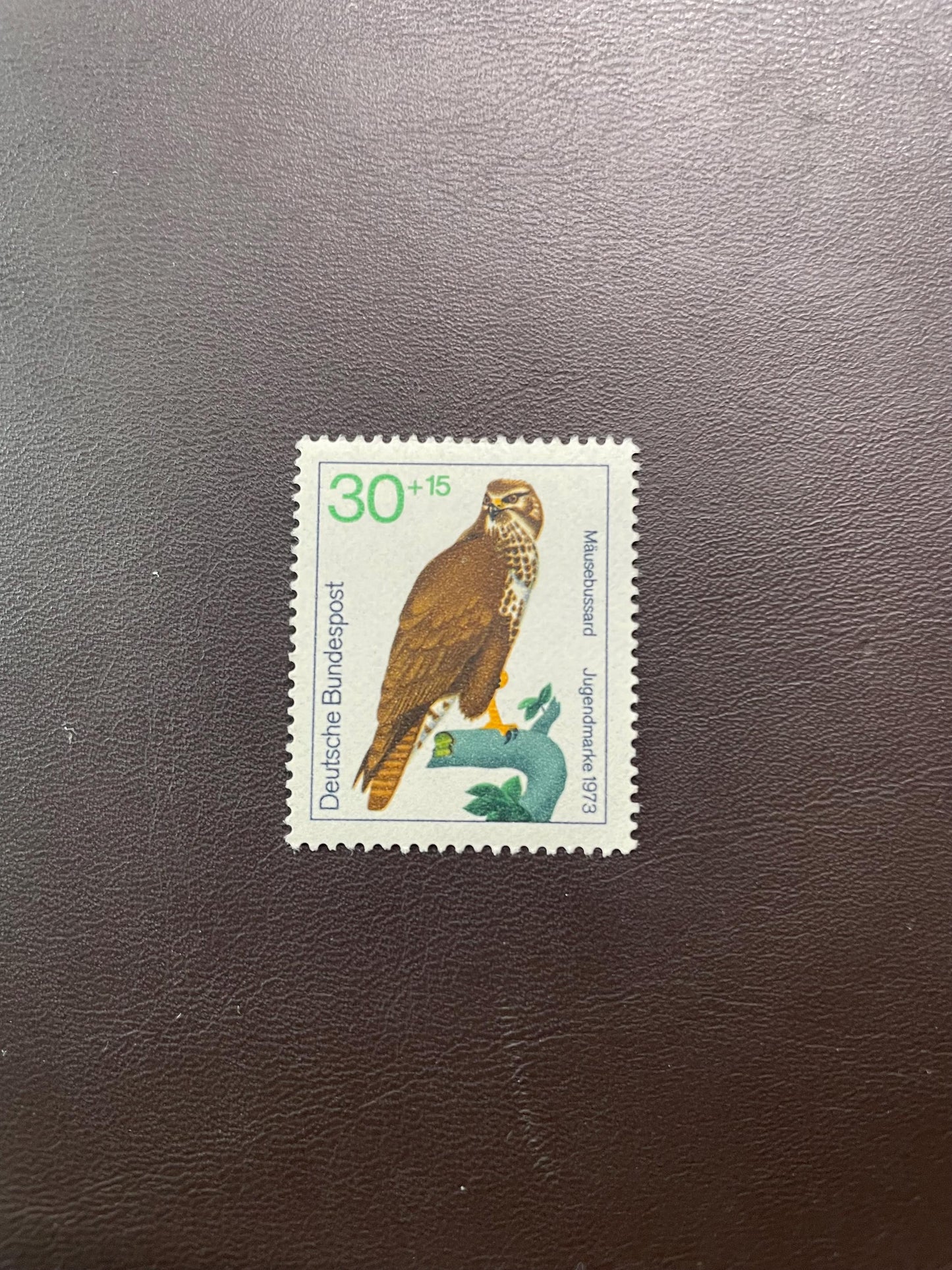 Common Buzzard BRD 1973